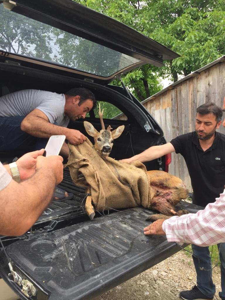 Köpeklerin saldırdığı karacayı vatandaş kurtardı