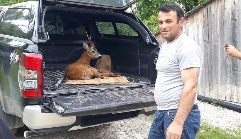 Köpeklerin saldırdığı karacayı vatandaş kurtardı