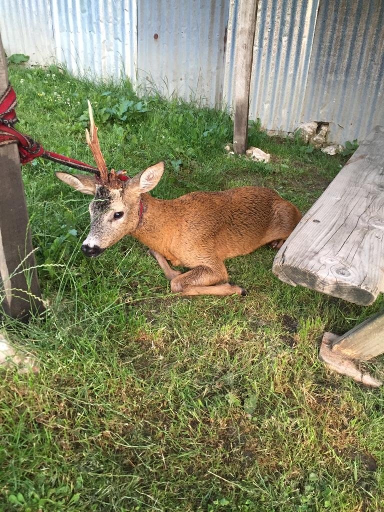 Köpeklerin saldırdığı karacayı vatandaş kurtardı