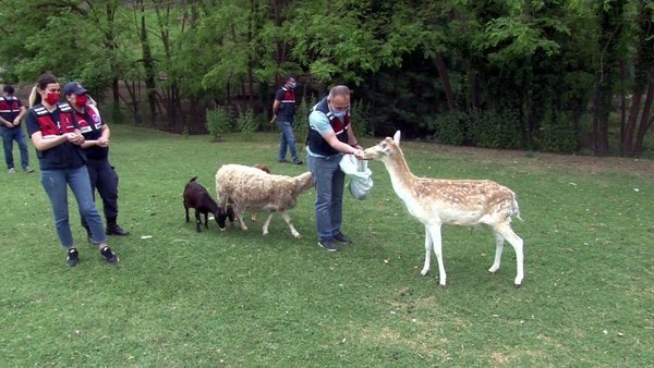 Koruma altındaki geyikleri çaldılar