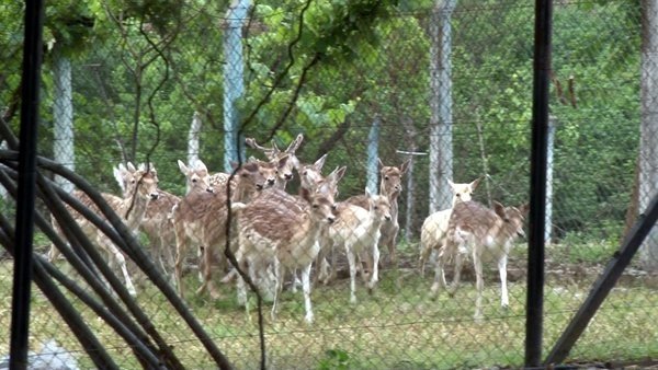 Koruma altındaki geyikleri çaldılar