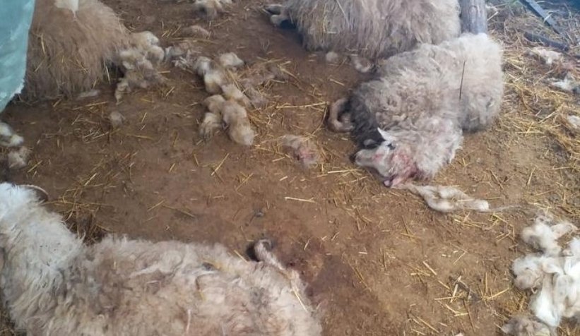 Köye inen kurtlar, 13 koyunu parçaladı