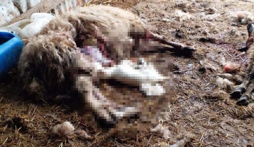 Köye inen kurtlar, 13 koyunu parçaladı