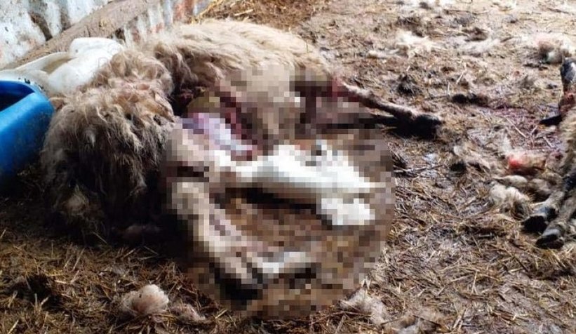 Köye inen kurtlar, 13 koyunu parçaladı