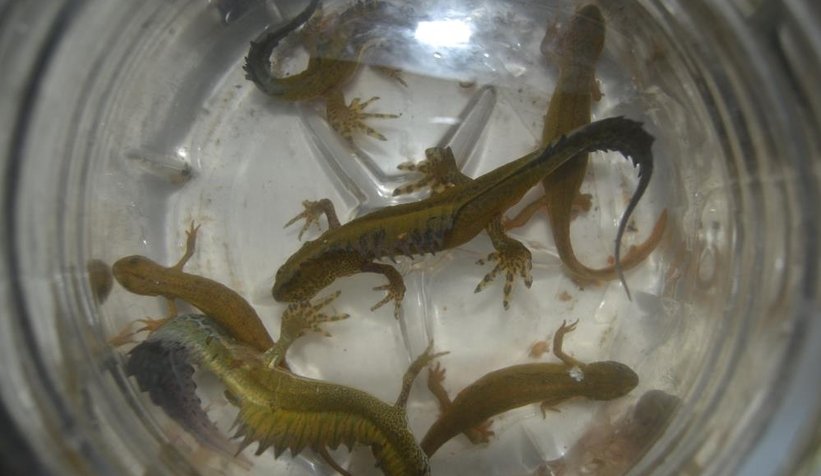 Köylünün ilk önce balık sandığı canlı bakın ne çıktı