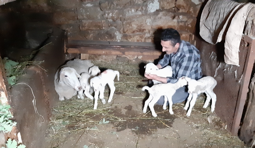 koyun-besiz-dogurduk3nuuis0m1