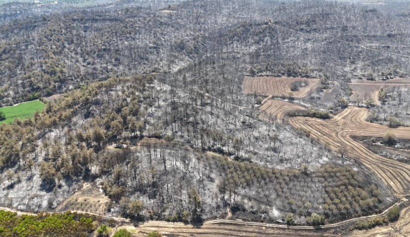 Küle dönen ormanlar havadan görüntülendi