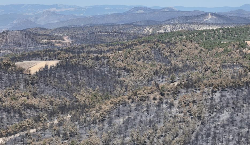 Küle dönen ormanlar havadan görüntülendi