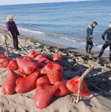 kum-midyesi-avcilarina-operasyonb0flrw10su