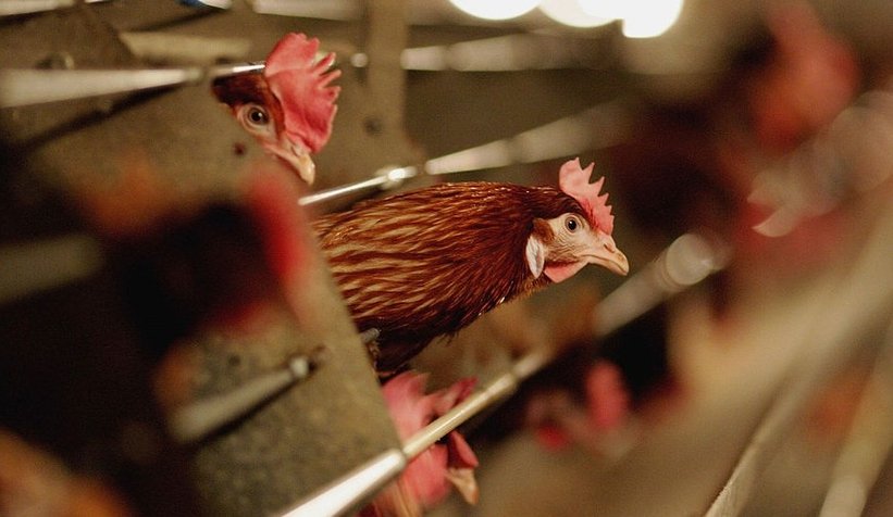 Kümes hayvanları için kuş gribi uyarısı