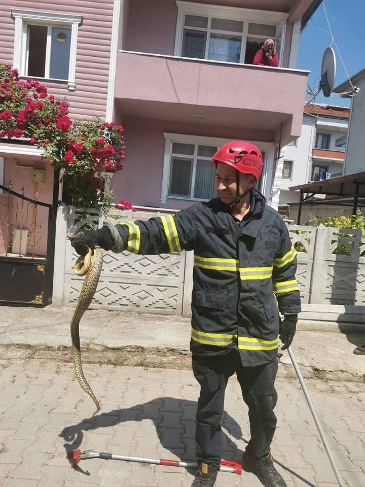 Kümese giren yılanı itfaiye çıkardı