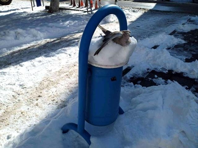 Kumru donarak öldü