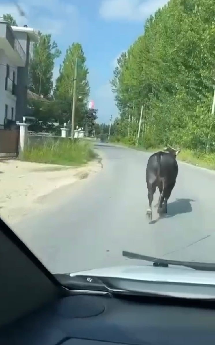 Kurbalık boğa firarda; Arabayla kovaladılar