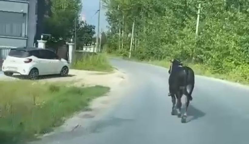 Kurbalık boğa firarda; Arabayla kovaladılar