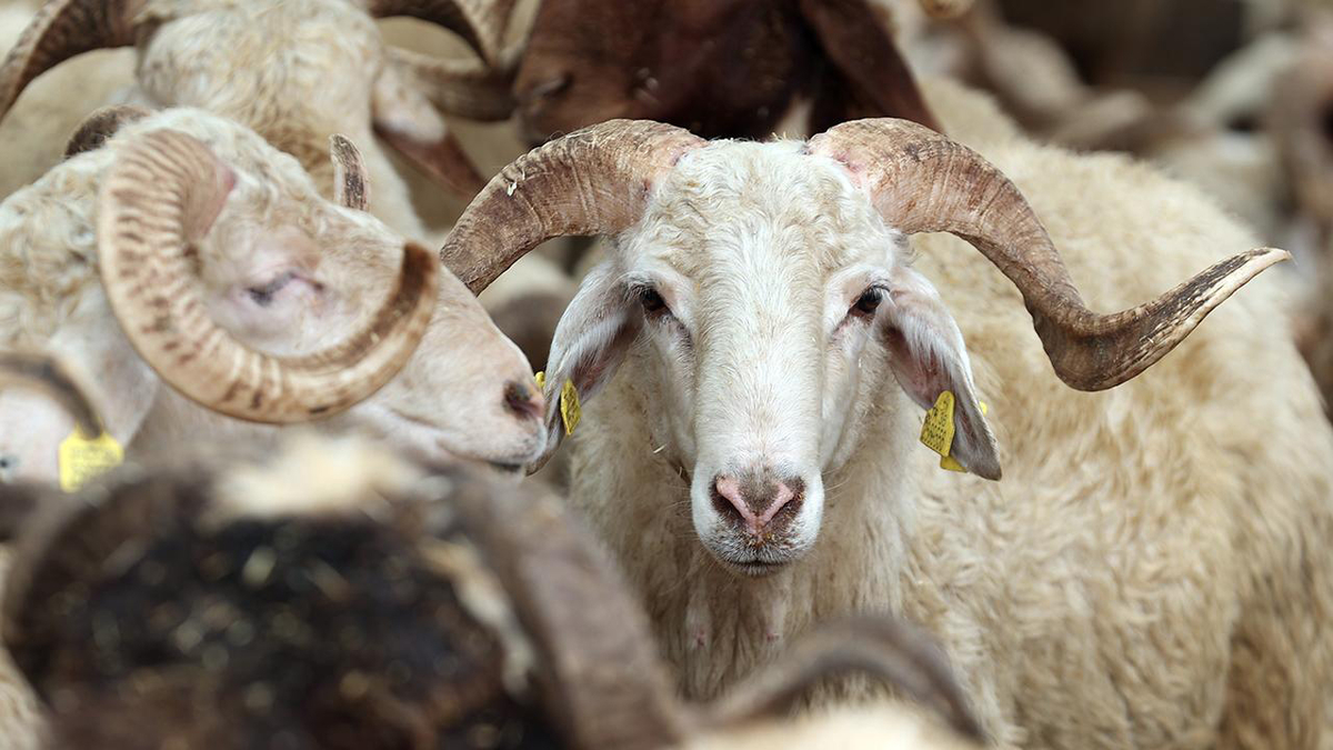 Kurban Bayramı tatili 9 gün