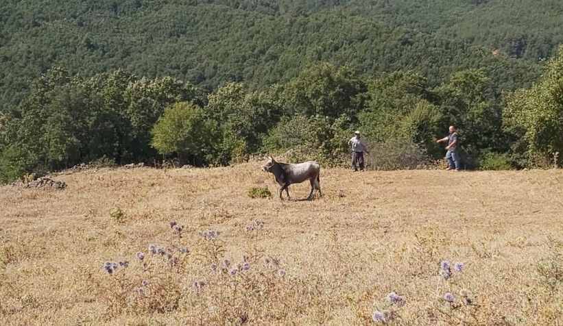 Kurbanda kaçtı, 26 gün sonra yakalandı