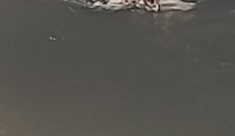 Kurbanlığın başını dereye attılar