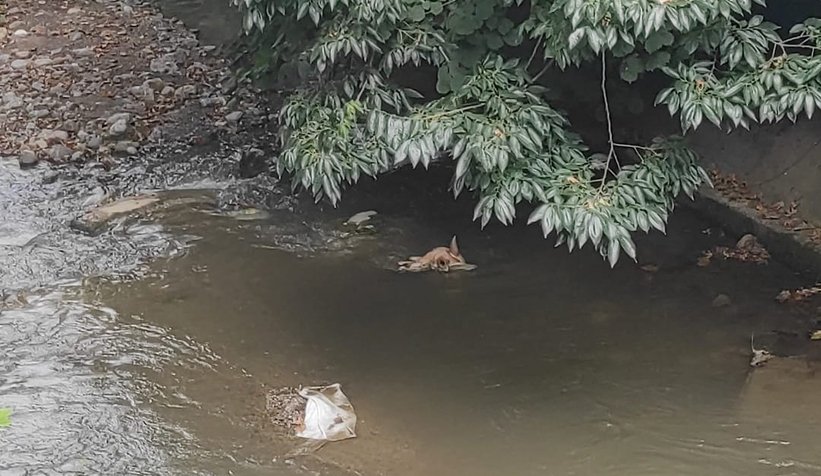 Kurbanlığın başını dereye attılar