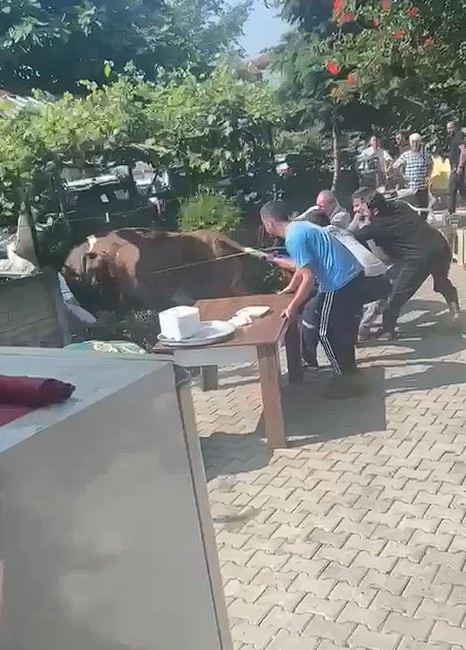 kurbanlik-boga-ortaligi-karistirdiuityy3nncw