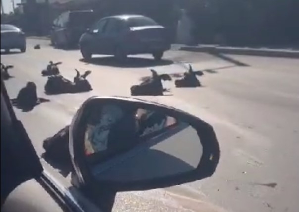 Kurbanlıkların kelleleri yola saçıldı