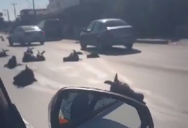 Kurbanlıkların kelleleri yola saçıldı