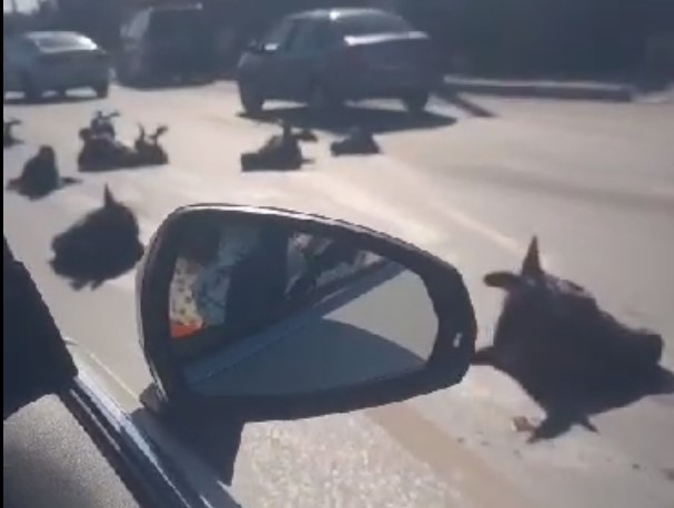 Kurbanlıkların kelleleri yola saçıldı