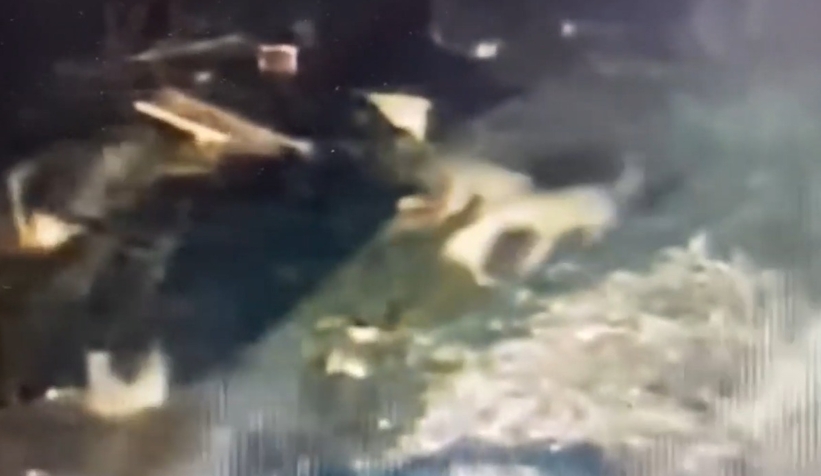 Kurt dehşeti kamerada