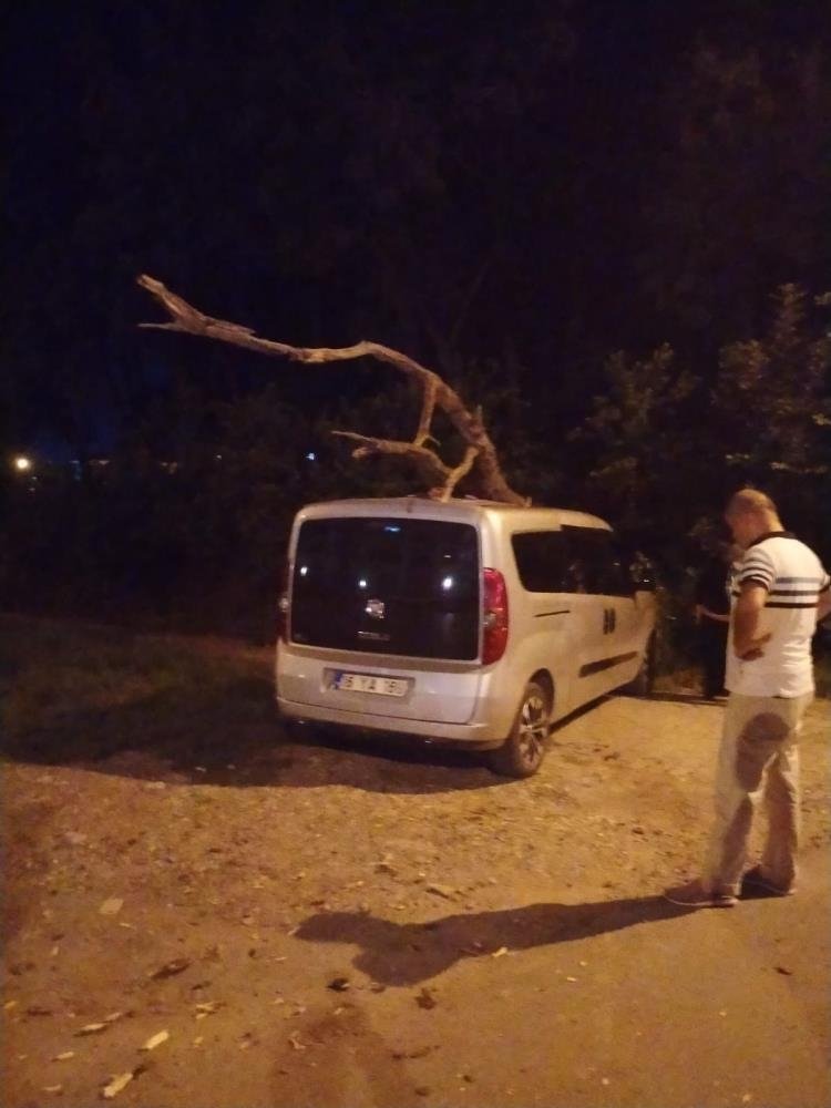 Kurumuş ağaç, park halindeki aracın üzerine devrildi