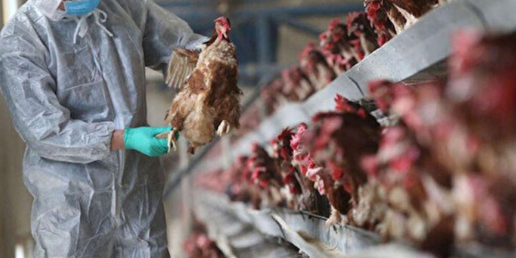 Kuş gribi alarmı, 5 milyonu aşkın tavuk itlaf edildi