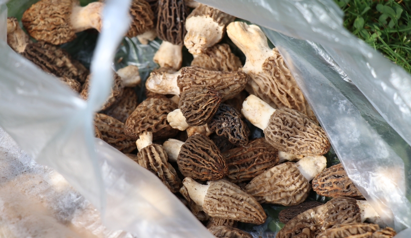 Kuzugöbeği böyle oynattı