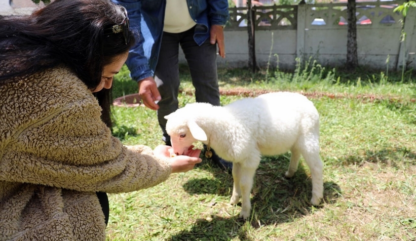 Kuzusu peşinden hiç ayrılmıyor, nereye gitse peşinden geliyor