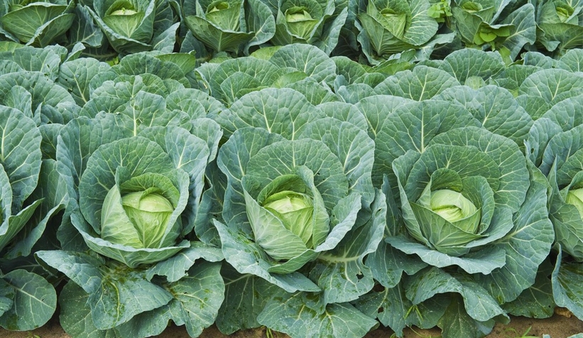 Lahana çiftçinin yüzünü güldürdü