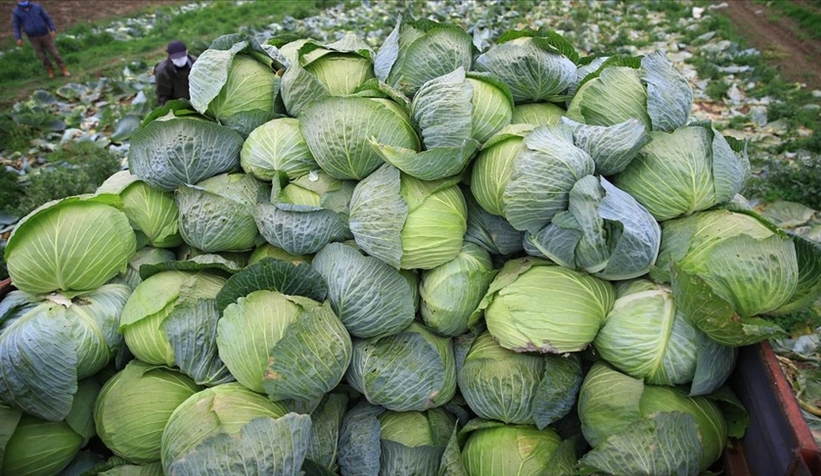 Lahana çiftçinin yüzünü güldürdü