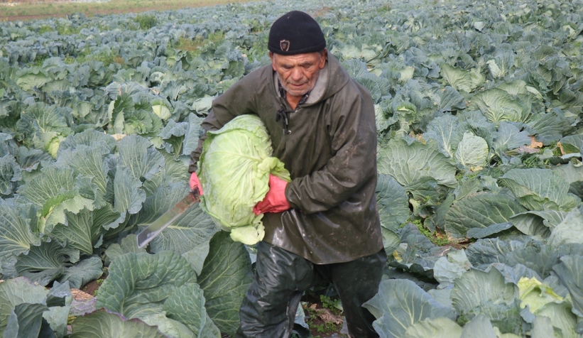 lahana-hasadi-devam-ediyorcmvgrgficu