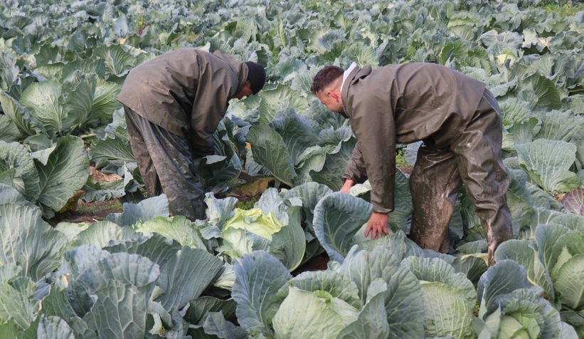 lahana-hasadi-devam-ediyorcmvgrgficu