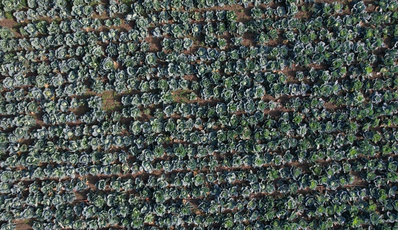 lahana-hasadi-devam-ediyorcmvgrgficu