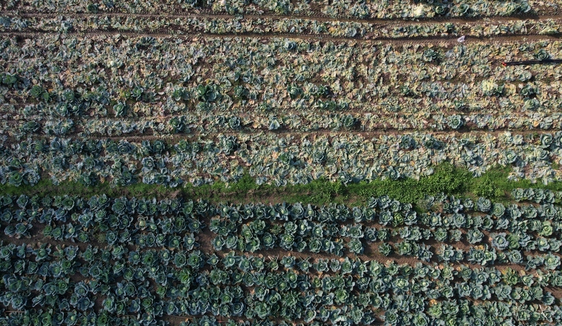 lahana-hasadi-devam-ediyorcmvgrgficu