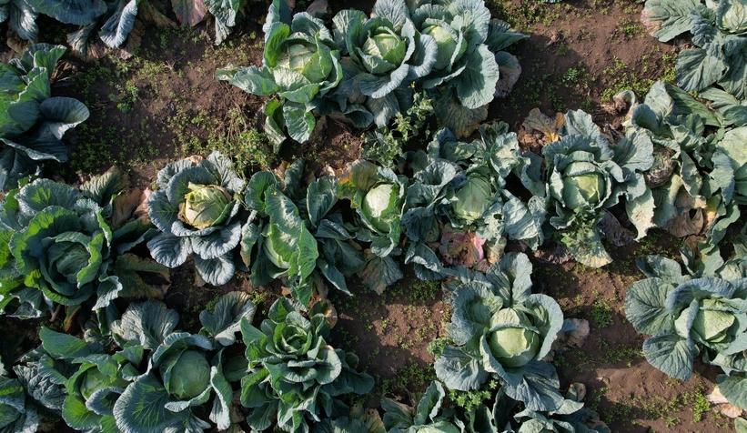 lahana-hasadi-devam-ediyorcmvgrgficu