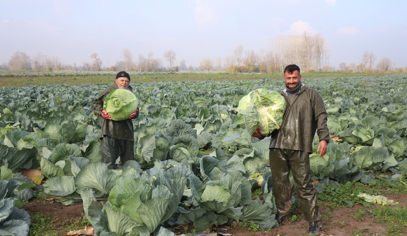 lahana-hasadi-devam-ediyorcmvgrgficu