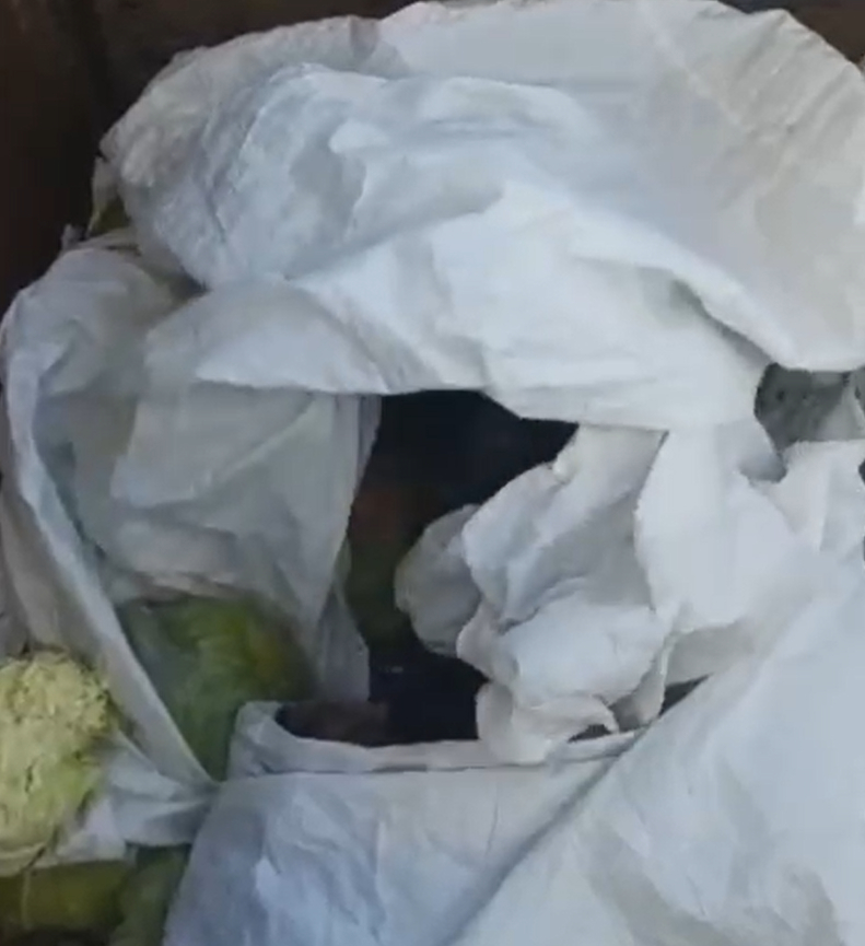 Lahanaların arasına gizlenen 4 Afgan kaçak yakalandı