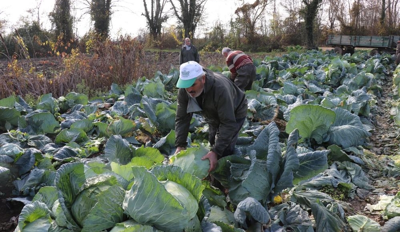 Lahananın hasadına başlandı