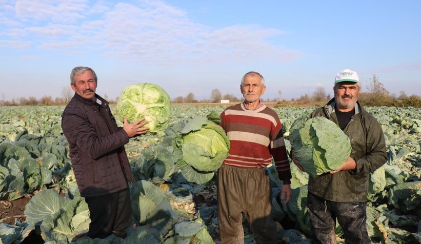 Lahananın hasadına başlandı