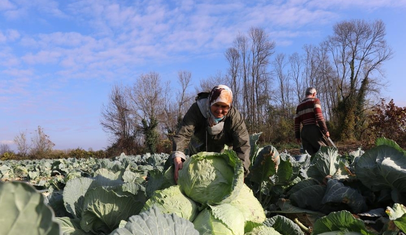 Lahananın hasadına başlandı