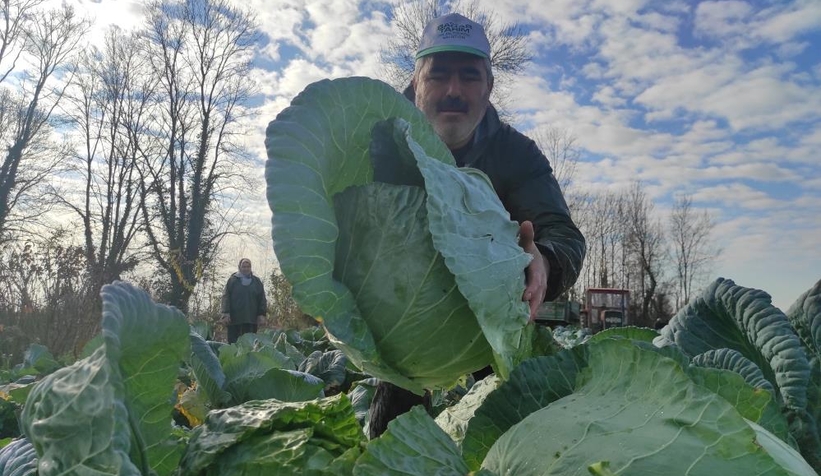 Lahananın hasadına başlandı