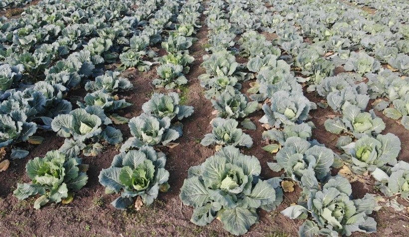 Lahananın hasadına başlandı