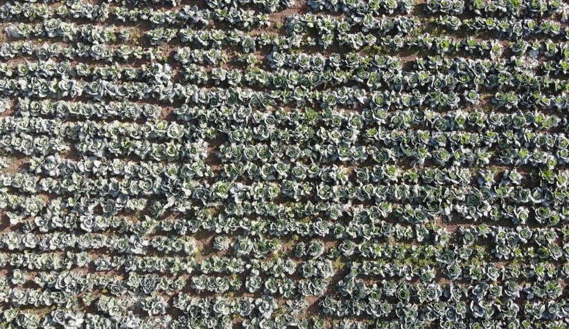 Lahananın hasadına başlandı