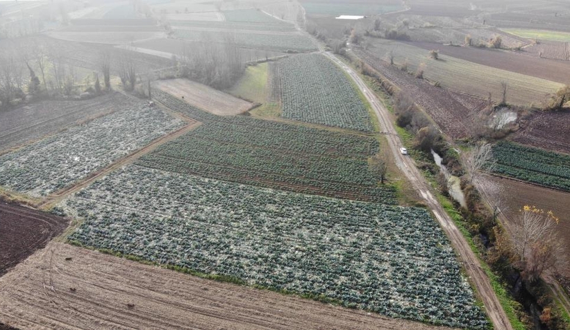 Lahananın hasadına başlandı