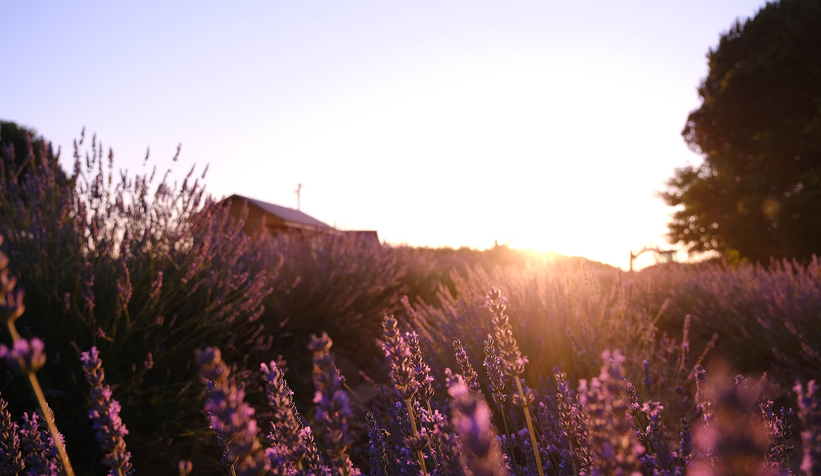 Lavanta hasadı başladı