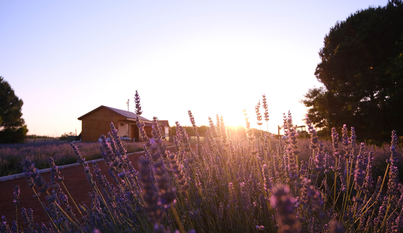 Lavanta hasadı başladı