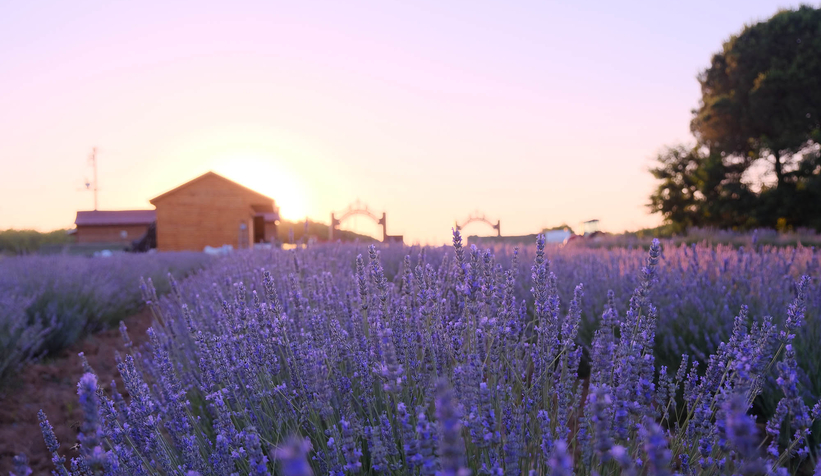 Lavanta hasadı başladı
